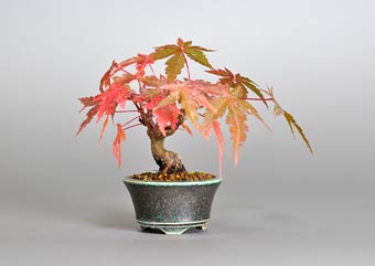 イロハモミジ-V（いろはもみじ・いろは紅葉）盆栽の樹作りの参考樹形・Acer palmatum Best bonsai
