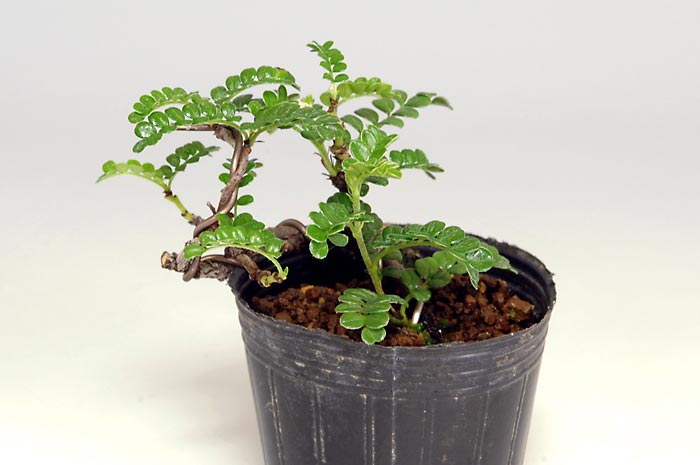 イソザンショウ-D（いそざんしょう・磯山椒）雑木盆栽の販売と育て方・作り方・Osteomeles subrotunda Hance bonsai