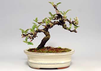 イソザンショウF（いそざんしょう・磯山椒）雑木盆栽の成長記録-1・Osteomeles subrotunda bonsai