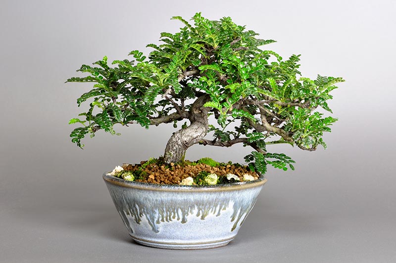 イソザンショウI（いそざんしょう・磯山椒）雑木盆栽の販売と育て方・作り方・Osteomeles subrotunda bonsai