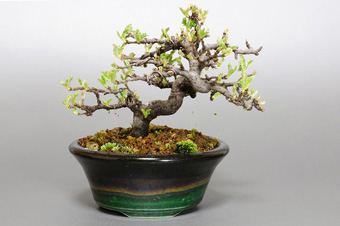 イソザンショウ-L-1（いそざんしょう・磯山椒）盆栽の成長記録・Osteomeles subrotunda Hance bonsai