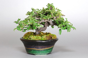 イソザンショウ-L-2（いそざんしょう・磯山椒）盆栽の成長記録・Osteomeles subrotunda Hance bonsai
