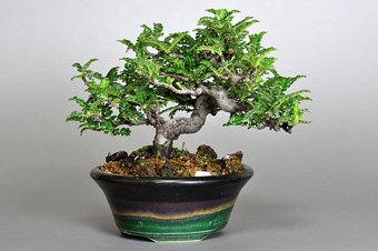 イソザンショウ-L-3（いそざんしょう・磯山椒）盆栽の成長記録・Osteomeles subrotunda Hance bonsai