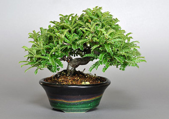 イソザンショウ-L-4（いそざんしょう・磯山椒）盆栽の成長記録・Osteomeles subrotunda Hance bonsai