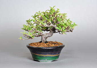 イソザンショウ-L-5（いそざんしょう・磯山椒）盆栽の成長記録・Osteomeles subrotunda Hance bonsai
