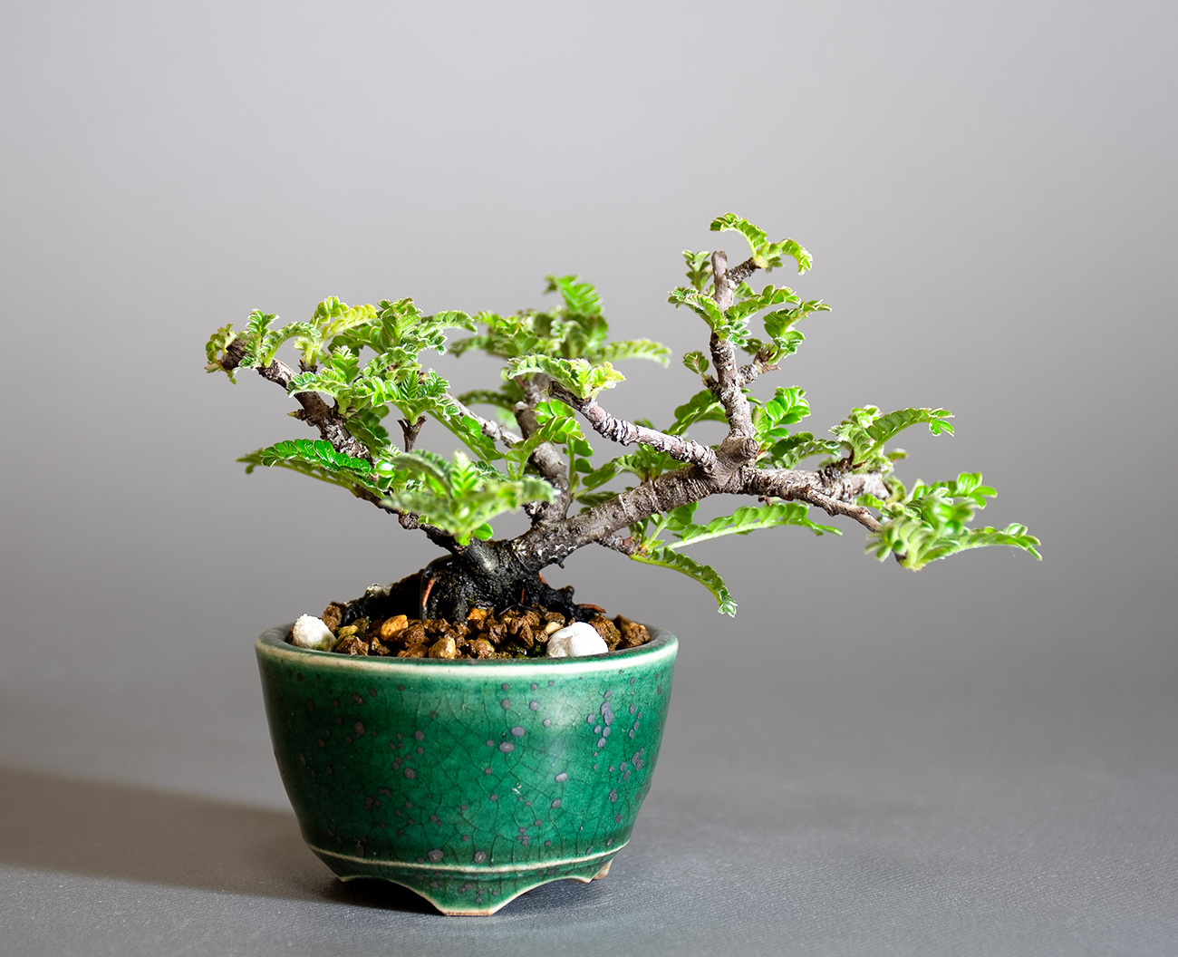 イソザンショウ-V（いそざんしょう・磯山椒）雑木盆栽の販売と育て方・作り方・Osteomeles subrotunda Hance bonsai