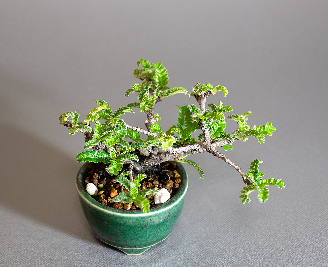 イソザンショウ-V（いそざんしょう・磯山椒）雑木盆栽を上側から見た景色・Osteomeles subrotunda Hance bonsai