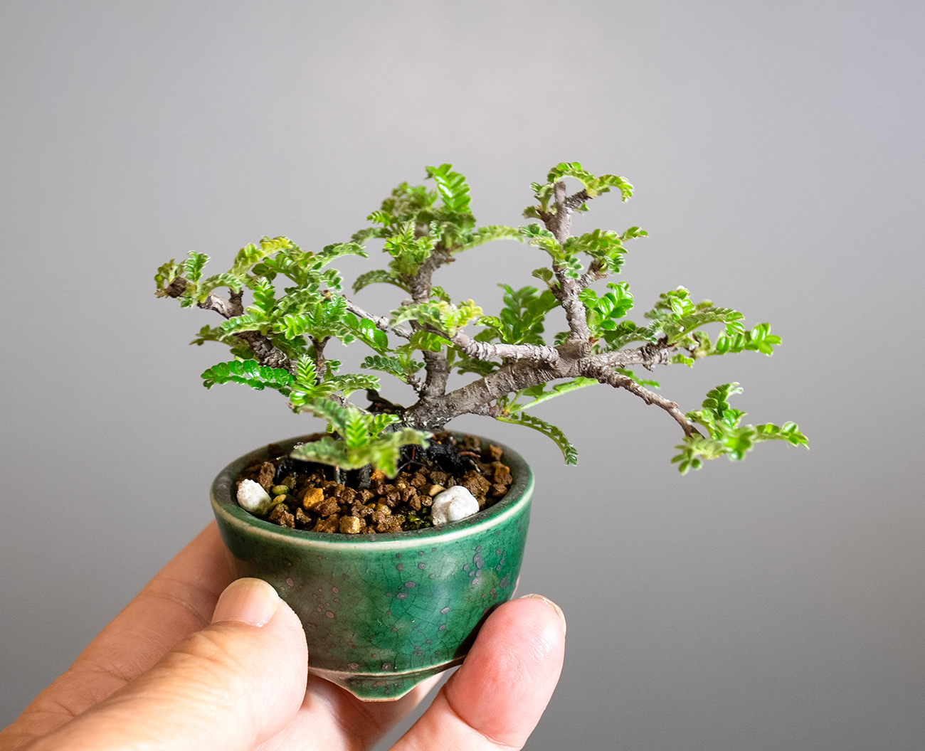 イソザンショウ-V（いそざんしょう・磯山椒）雑木盆栽の手乗りの景色・Osteomeles subrotunda Hance bonsai