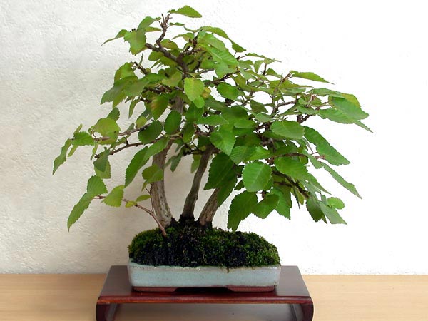 イワシデA-10（いわしで・岩四手）雑木盆栽の販売と育て方・作り方・Carpinus turczaninovii Hance bonsai