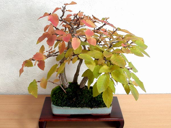 イワシデA-11（いわしで・岩四手）雑木盆栽の販売と育て方・作り方・Carpinus turczaninovii Hance bonsai