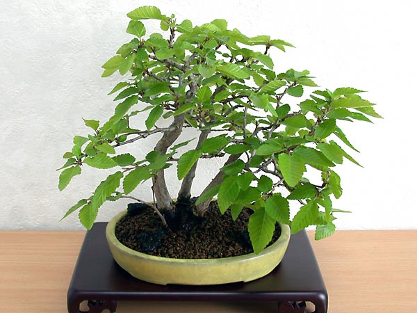 イワシデA-12（いわしで・岩四手）雑木盆栽の販売と育て方・作り方・Carpinus turczaninovii Hance bonsai