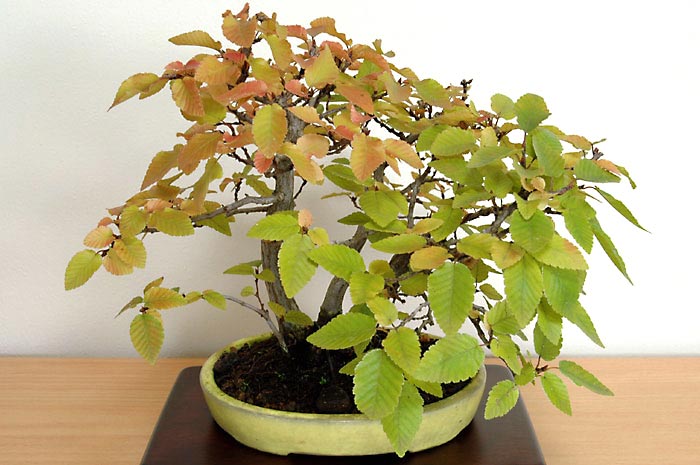 イワシデA-16（いわしで・岩四手）雑木盆栽の販売と育て方・作り方・Carpinus turczaninovii Hance bonsai