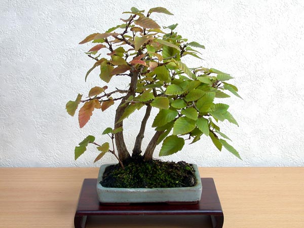 イワシデA-7（いわしで・岩四手）雑木盆栽の販売と育て方・作り方・Carpinus turczaninovii Hance bonsai
