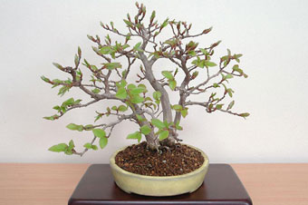 イワシデ-A（いわしで・岩四手）盆栽の樹作りの参考樹形・Carpinus turczaninovii Hance Best bonsai