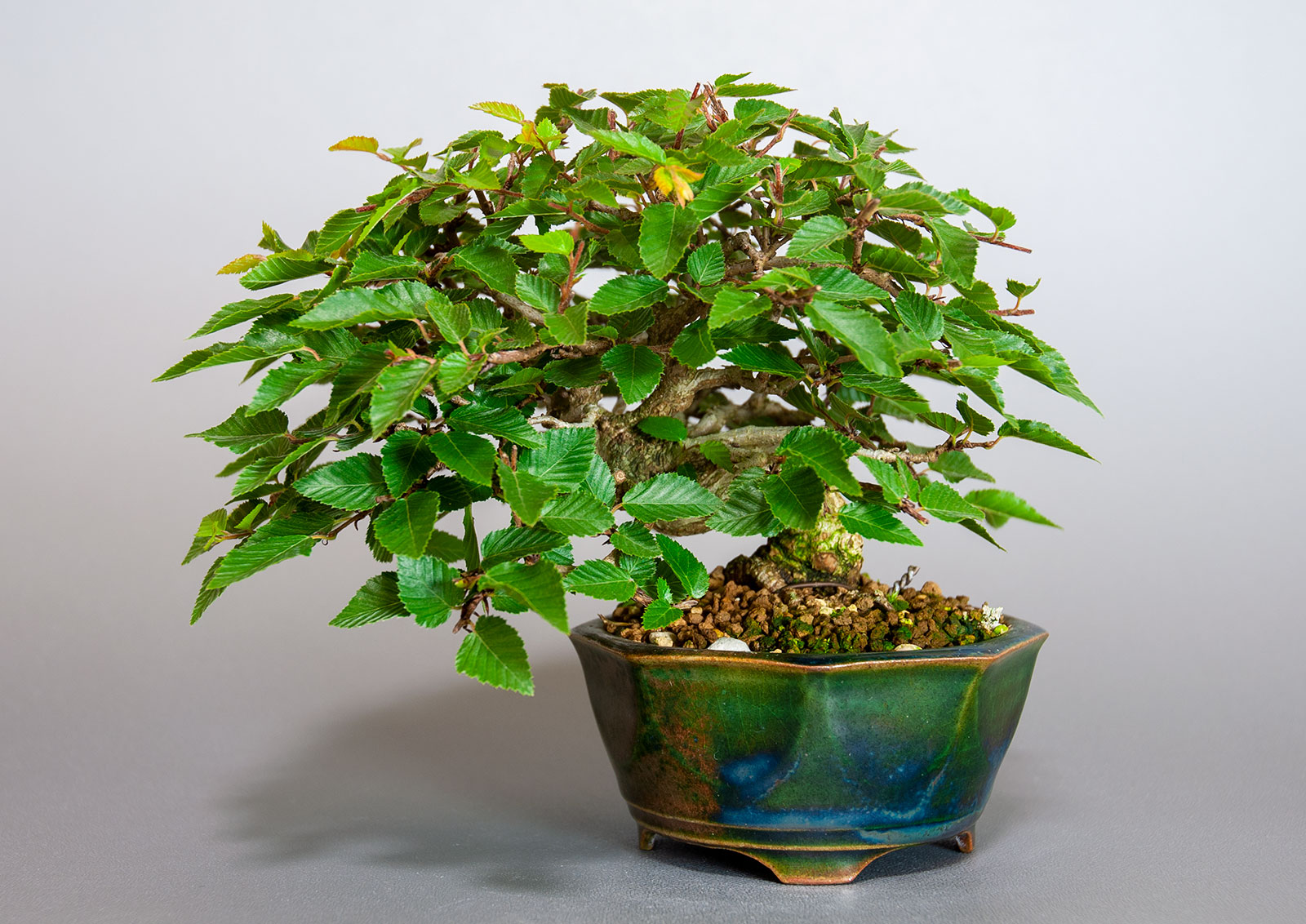 イワシデ-H1-7（いわしで・岩四手）雑木盆栽の販売と育て方・作り方・Carpinus turczaninovii Hance bonsai