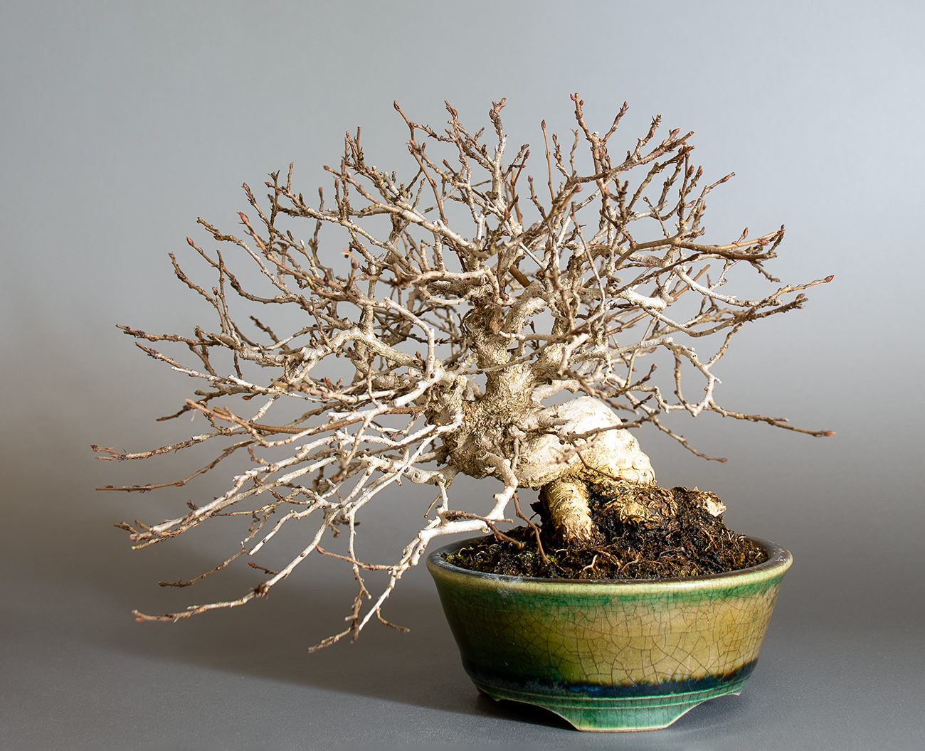 イワシデ盆栽（いわしで・岩四手）ミニ盆栽の今と過去の成長記録と育て方・手入れ・剪定・植え替え・Carpinus turczaninovii Hance bonsai photo