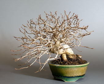 イワシデ-H1（いわしで・岩四手）盆栽の樹作りの参考樹形・Carpinus turczaninovii Hance Best bonsai