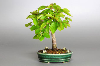 イワシデ-M1（いわしで・岩四手）盆栽の樹作りの参考樹形・Carpinus turczaninovii Hance Best bonsai