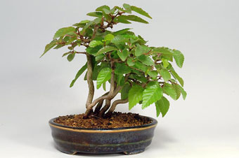 イワシデ-Q（いわしで・岩四手）盆栽の樹作りの参考樹形・Carpinus turczaninovii Hance Best bonsai