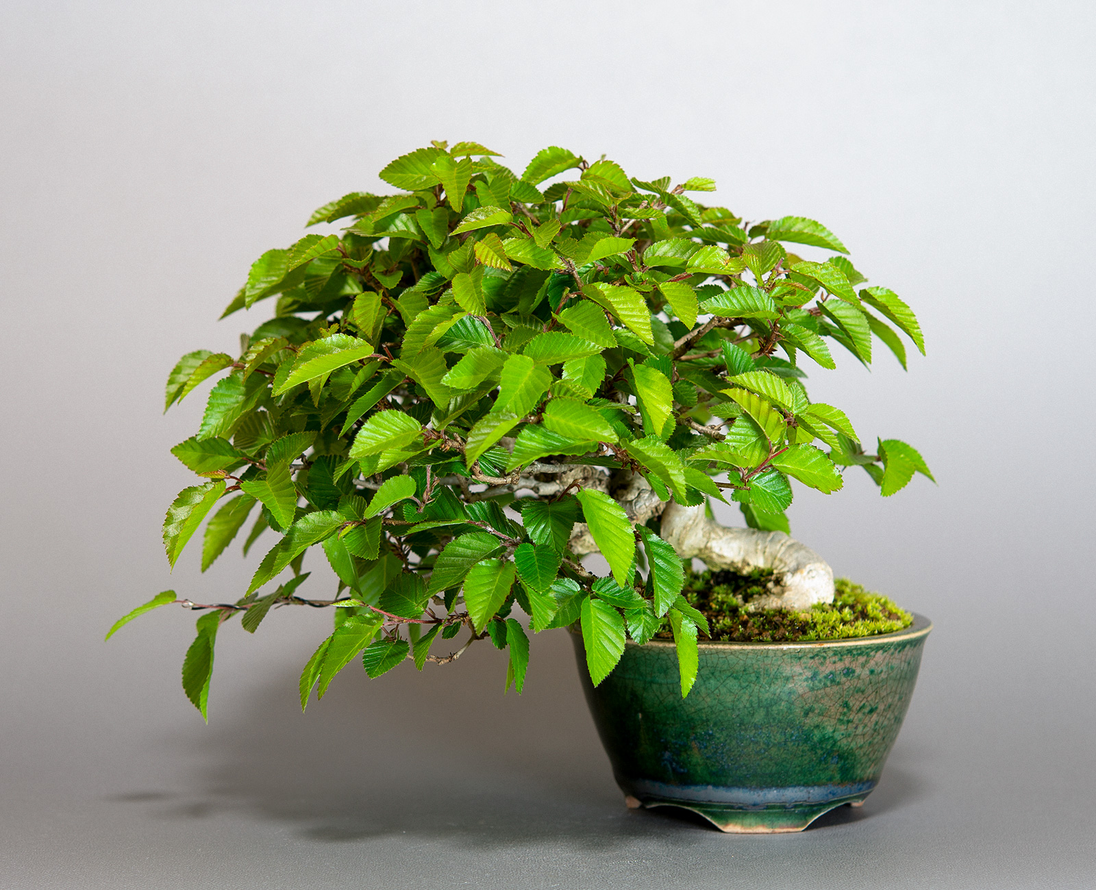 イワシデ-W1（いわしで・岩四手）雑木盆栽の販売と育て方・作り方・Carpinus turczaninovii Hance bonsai