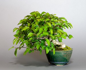 イワシデ・岩四手盆栽　Carpinus turczaninovii Hance bonsai｜おすすめの盆栽