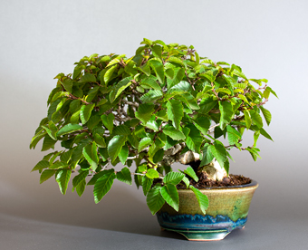 イワシデ-W1（いわしで・岩四手）盆栽の樹作りの参考樹形・Carpinus turczaninovii Hance Best bonsai