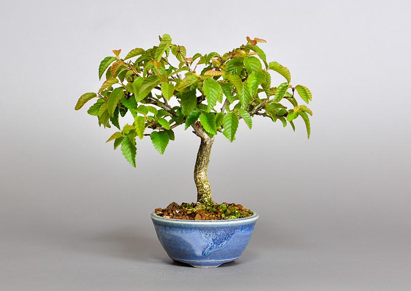イワシデ-Y1（いわしで・岩四手）雑木盆栽の販売と育て方・作り方・Carpinus turczaninovii Hance bonsai photo
