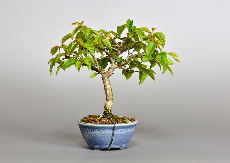 イワシデ-Y1（いわしで・岩四手）雑木盆栽を裏側から見た景色・Carpinus turczaninovii Hance bonsai photo