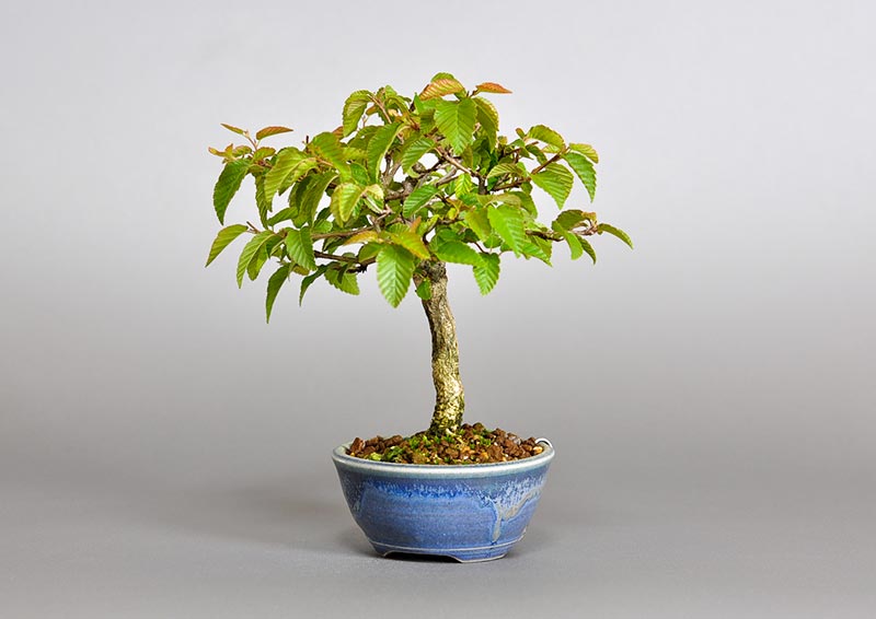 イワシデ-Y1（いわしで・岩四手）雑木盆栽を右側から見た景色・Carpinus turczaninovii Hance bonsai photo