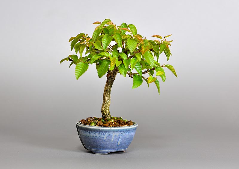 イワシデ-Y1（いわしで・岩四手）雑木盆栽を左側から見た景色・Carpinus turczaninovii Hance bonsai photo