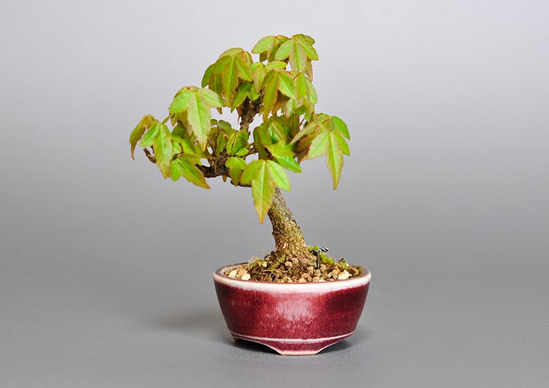 トウカエデ-F2（とうかえで・唐楓）雑木盆栽の販売と育て方・作り方・Acer buergerianum bonsai
