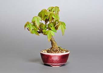 トウカエデ-F2（とうかえで・唐楓）盆栽の樹作りの参考樹形・Acer buergerianum Best bonsai