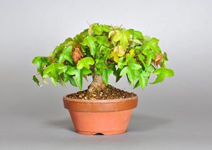 トウカエデ-H2-2（とうかえで・唐楓）盆栽の成長記録・Acer buergerianum bonsai