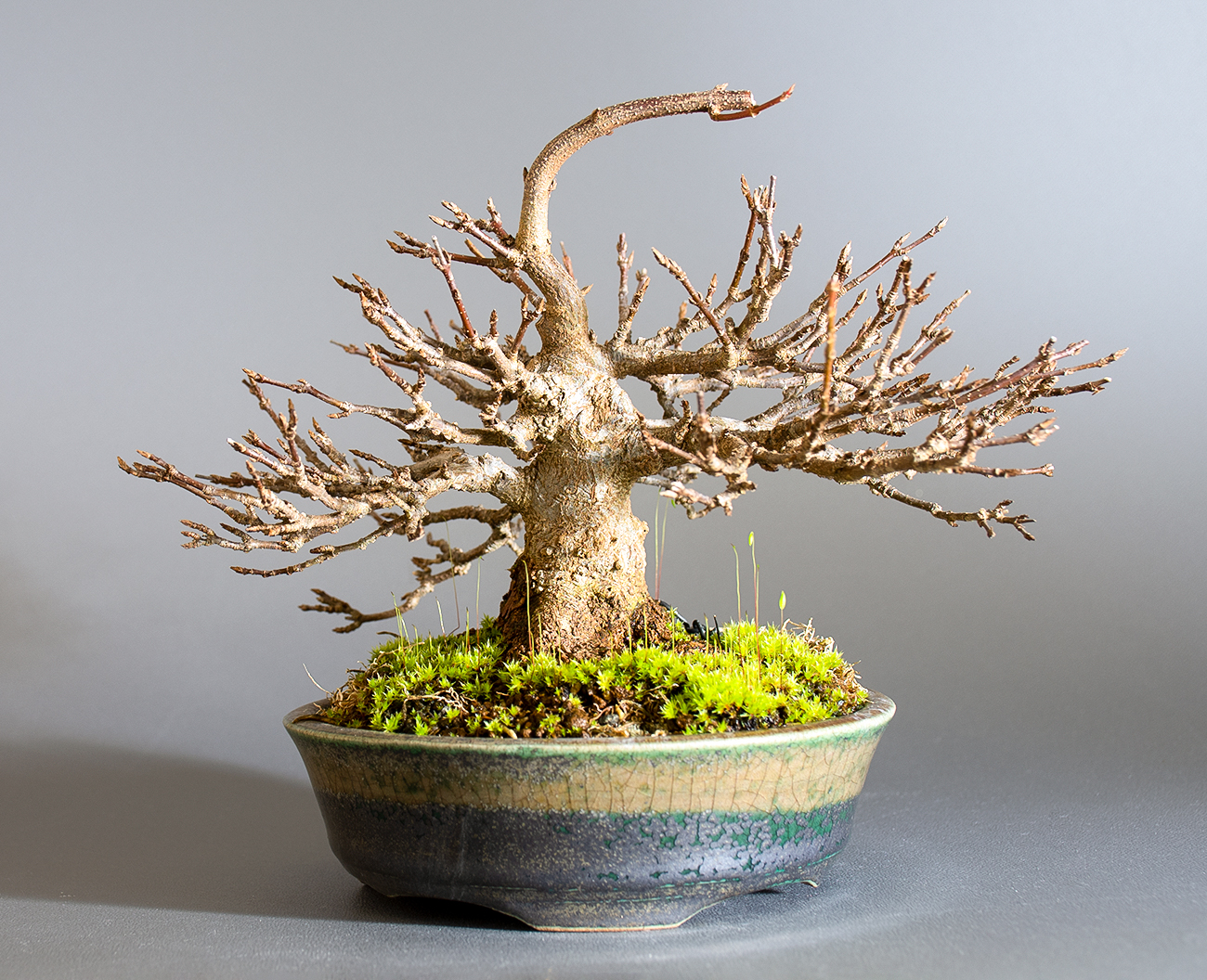 トウカエデ-H2-4（とうかえで・唐楓）雑木盆栽の販売と育て方・作り方・Acer buergerianum bonsai