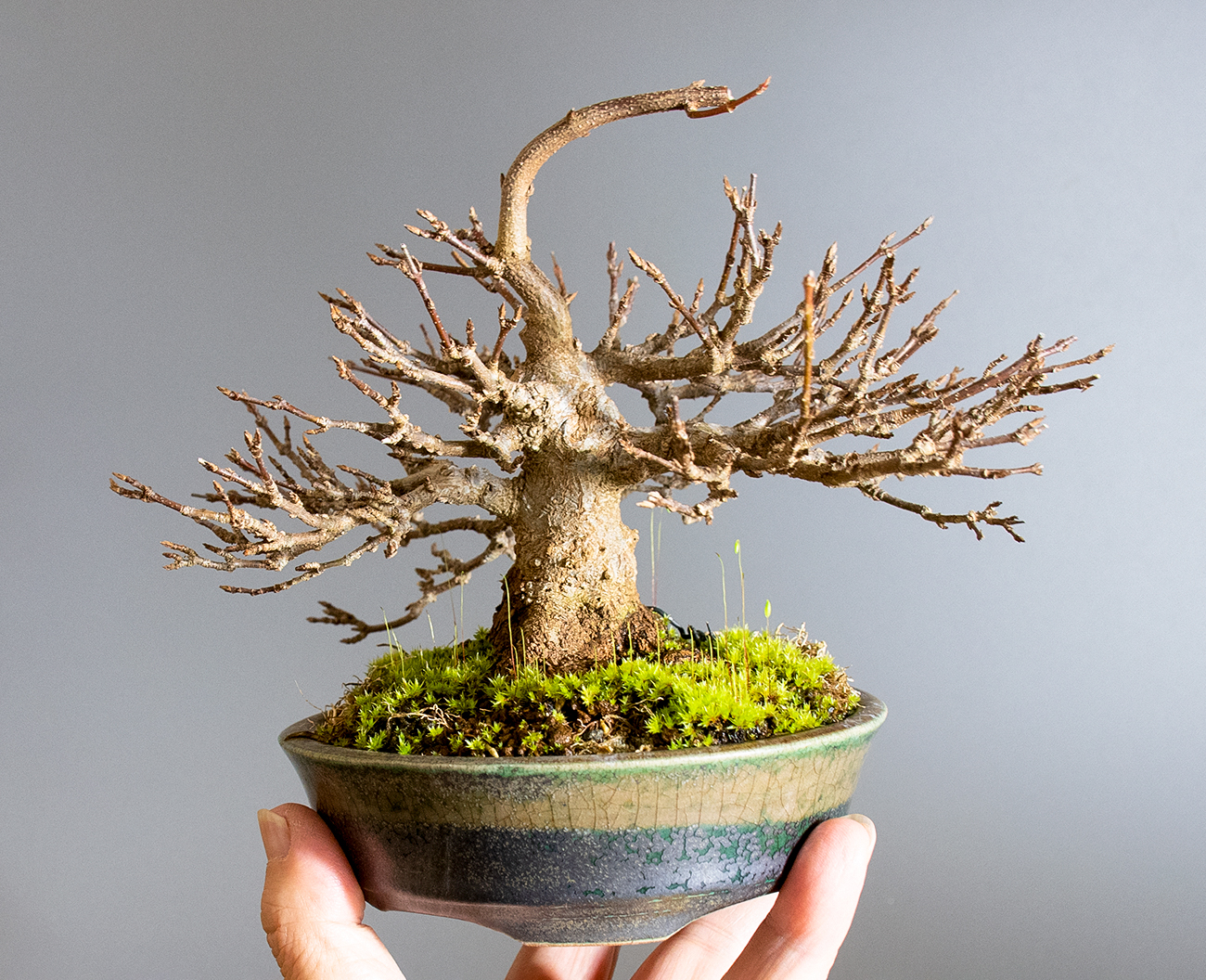 トウカエデ-H2-4（とうかえで・唐楓）雑木盆栽の手乗りの景色・Acer buergerianum bonsai
