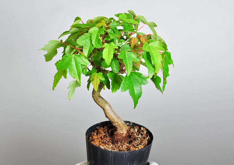 トウカエデI（とうかえで・唐楓）雑木盆栽の販売と育て方・作り方・Acer buergerianum bonsai