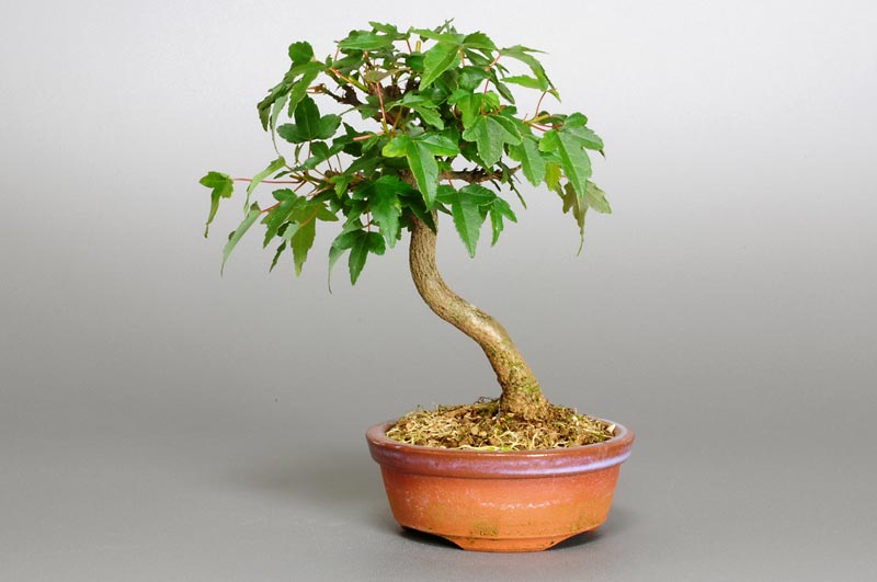 トウカエデ-N1（とうかえで・唐楓）雑木盆栽の販売と育て方・作り方・Acer buergerianum bonsai