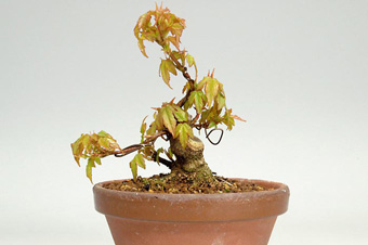 トウカエデ-P-1（とうかえで・唐楓）盆栽の成長記録・Acer buergerianum bonsai