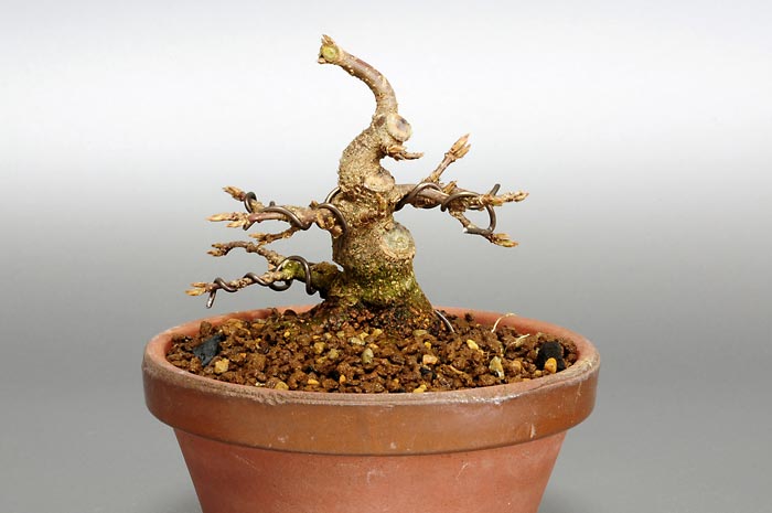 トウカエデP-2（とうかえで・唐楓）雑木盆栽の販売と育て方・作り方・Acer buergerianum bonsai