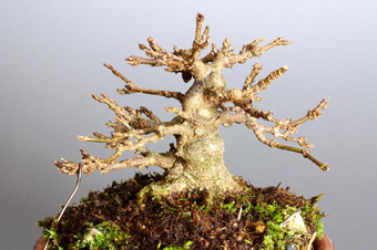 トウカエデ-P-5（とうかえで・唐楓）盆栽の成長記録・Acer buergerianum bonsai