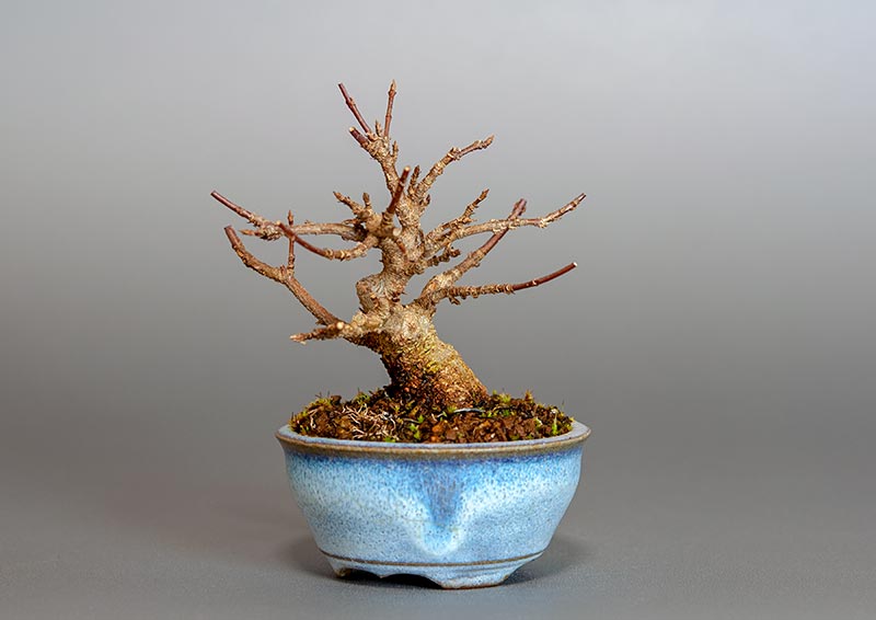 トウカエデ-R2（とうかえで・唐楓）雑木盆栽の販売と育て方・作り方・Acer buergerianum bonsai