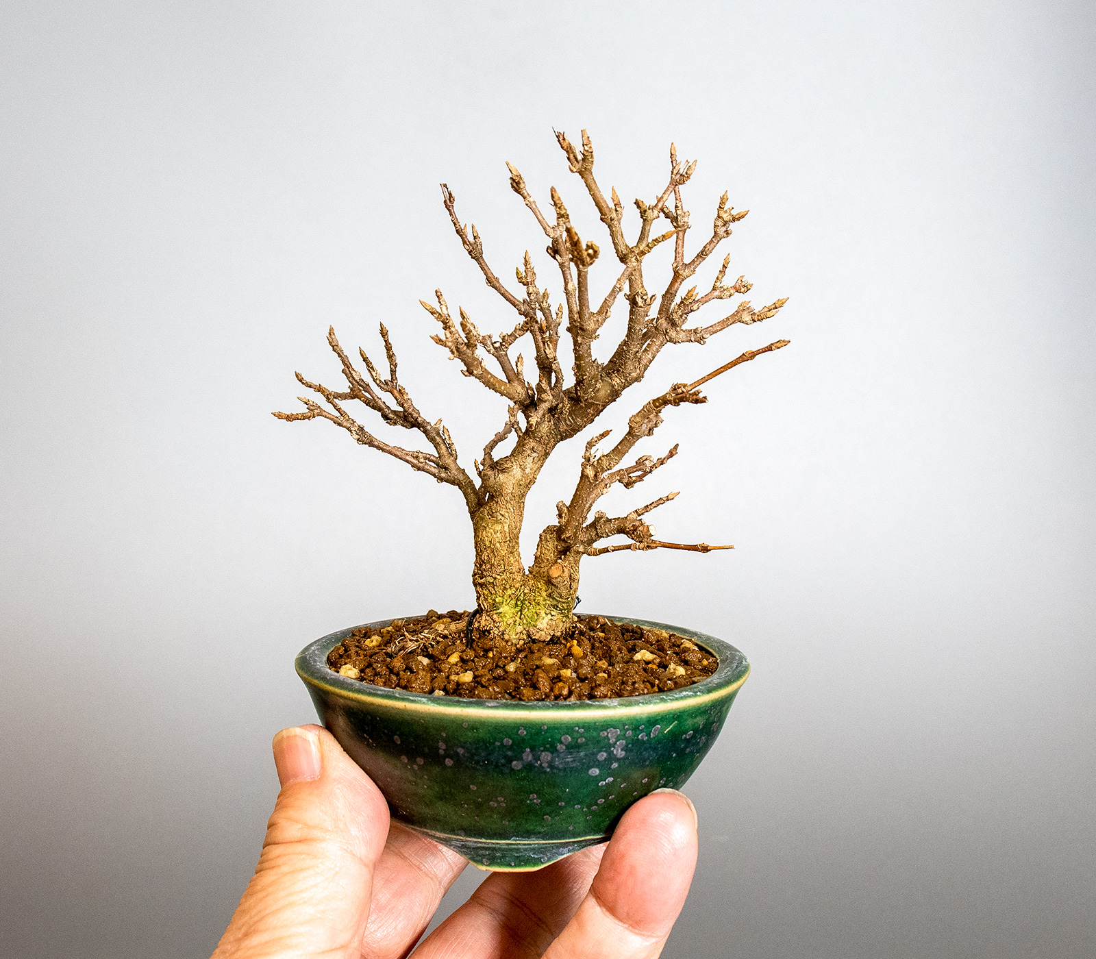 トウカエデ-T2（とうかえで・唐楓）雑木盆栽の手乗りの景色・Acer buergerianum bonsai