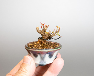 トウカエデ-U2（唐楓盆栽）Acer buergerianum bonsai・プチ盆栽のベストコレクション・Best Collection of Petit Bonsai