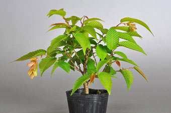 カナシデ-B1（かなしで・金四手）クマシデ（くましで・熊四手）盆栽の樹作りの参考樹形・Carpinus japonica Best bonsai