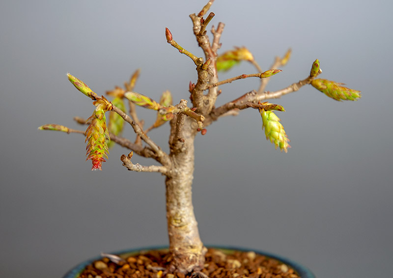 カナシデ-D1（かなしで・金四手）雑木盆栽の花の景色・Carpinus japonica bonsai