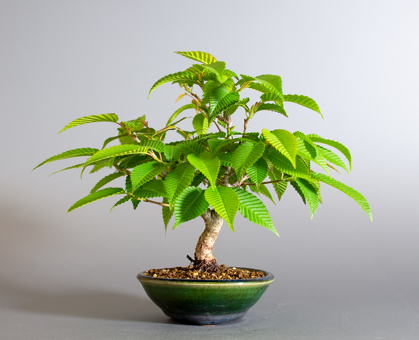 カナシデ-E1（かなしで・金四手）雑木盆栽の販売と育て方・作り方・Carpinus japonica bonsai