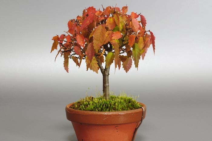 ケヤキ-A1（けやき・欅）雑木盆栽の販売と育て方・作り方・Zelkova serrata bonsai
