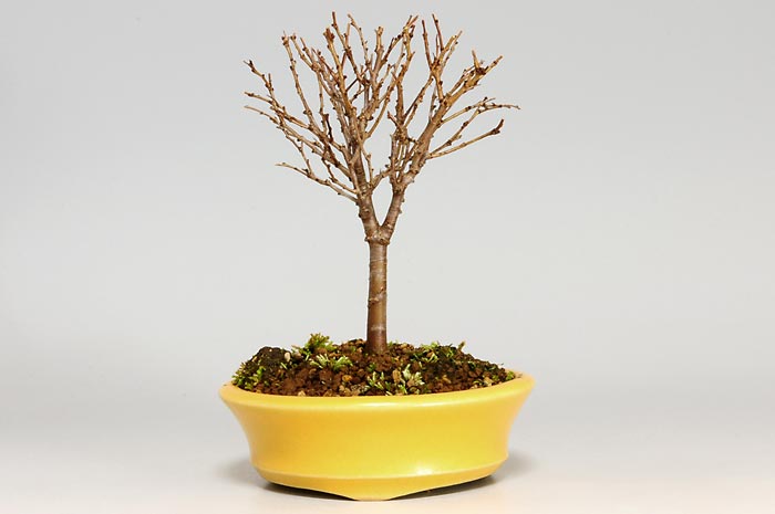 ケヤキC-1（けやき・欅）雑木盆栽の販売と育て方・作り方・Zelkova serrata bonsai
