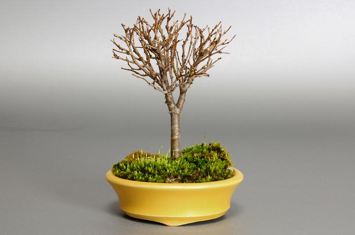 ケヤキC（けやき・欅）雑木盆栽の販売と育て方・作り方・Zelkova serrata bonsai