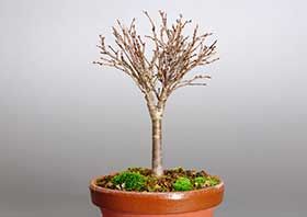 ケヤキ-C1（けやき・欅）雑木盆栽の成長記録-2・Zelkova serrata bonsai